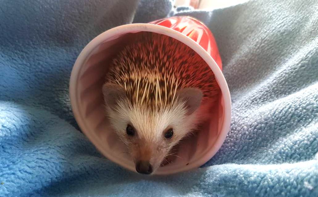 My co-author, Joan the hedgehog